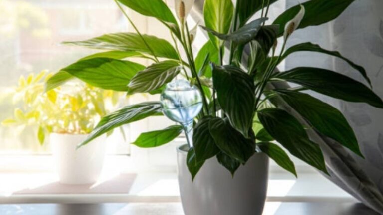 plantas-para-el-bano-que-absorben-humedad