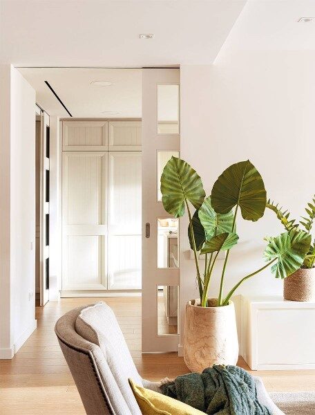 plantas-para-interiores-salas