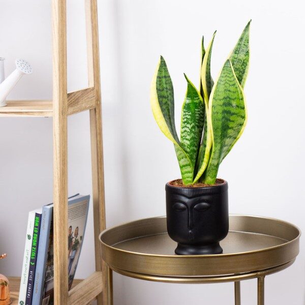 plantas-para-la-buena-suerte-en-el-trabajo