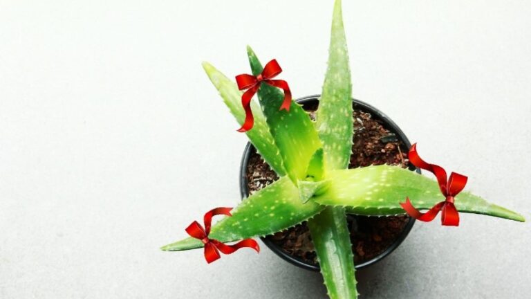 plantas-para-proteger-la-casa-de-todo-mal