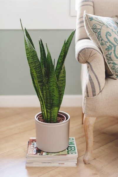 plantas-que-no-necesitan-luz