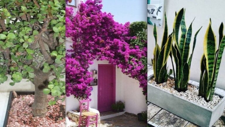 plantas-resistentes-al-sol-y-al-calor