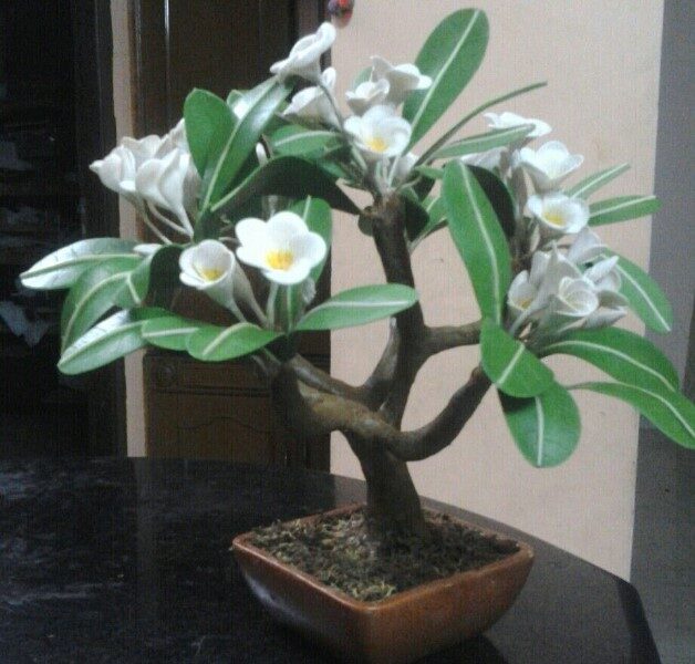 plumeria-bonsai