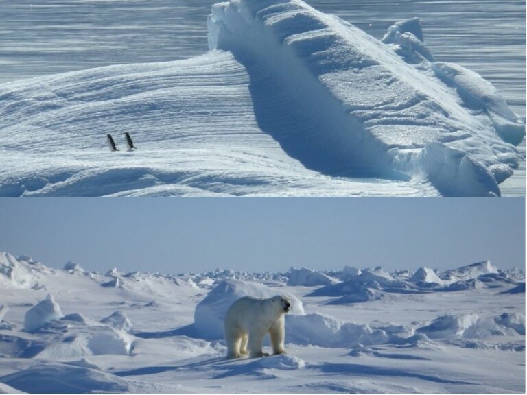polo-norte-vs-polo-sur