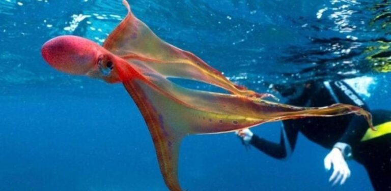 pulpo-manta