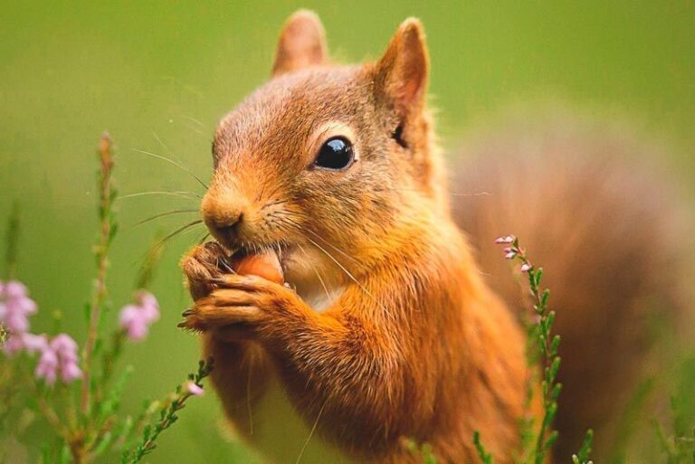 q-come-una-ardilla