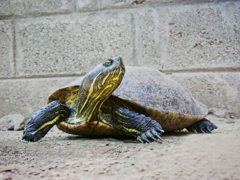 q-comen-las-tortugas-de-agua