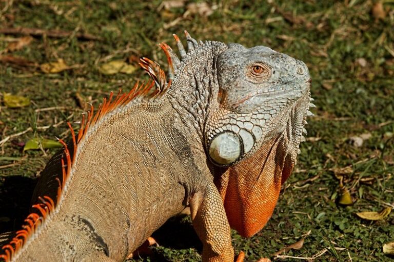 q-significa-sonar-con-una-iguana