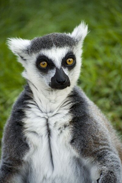 que-animal-es-el-rey-julien