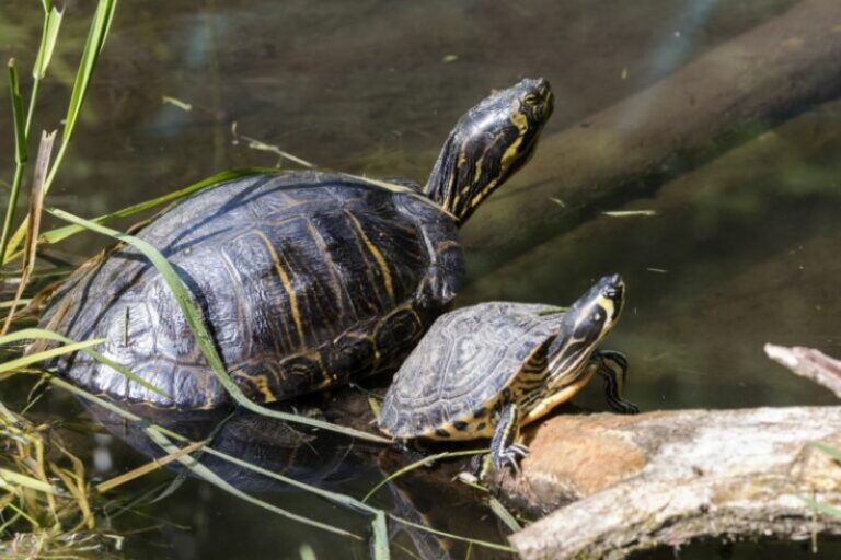 que-come-tortuga-de-agua