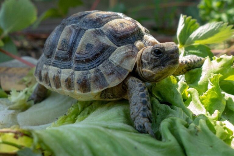 que-comen-las-tortugas-de-tierra