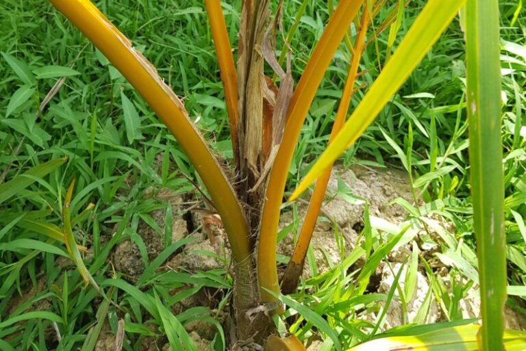 que-enfermedades-se-curan-el-agua-de-coco