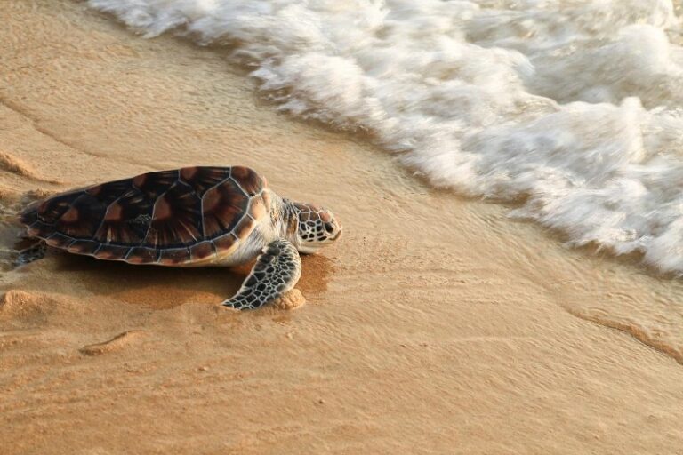 que-es-lo-que-comen-las-tortugas