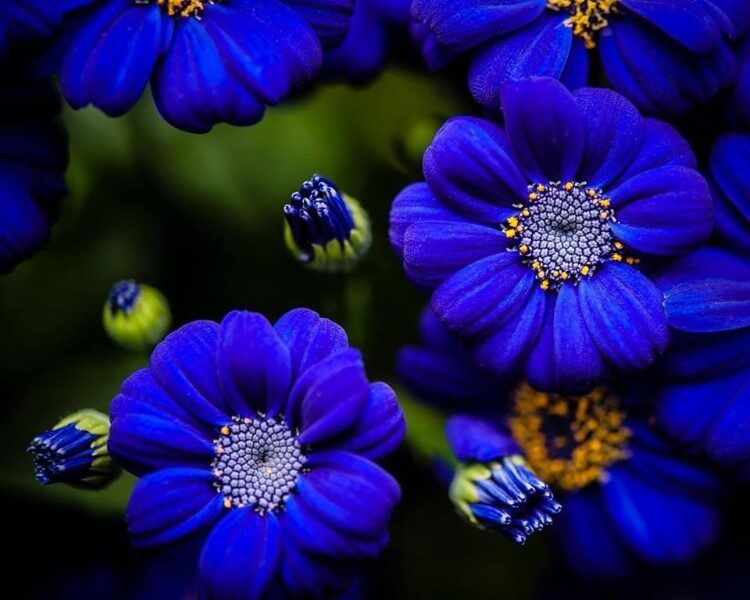 que-significa-flor-azul