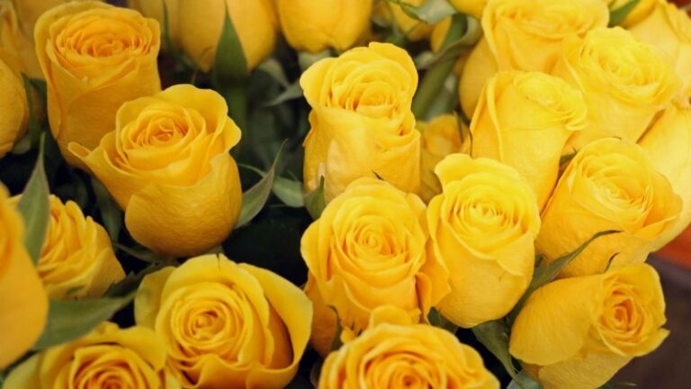 que-significa-regalar-rosas-amarillas