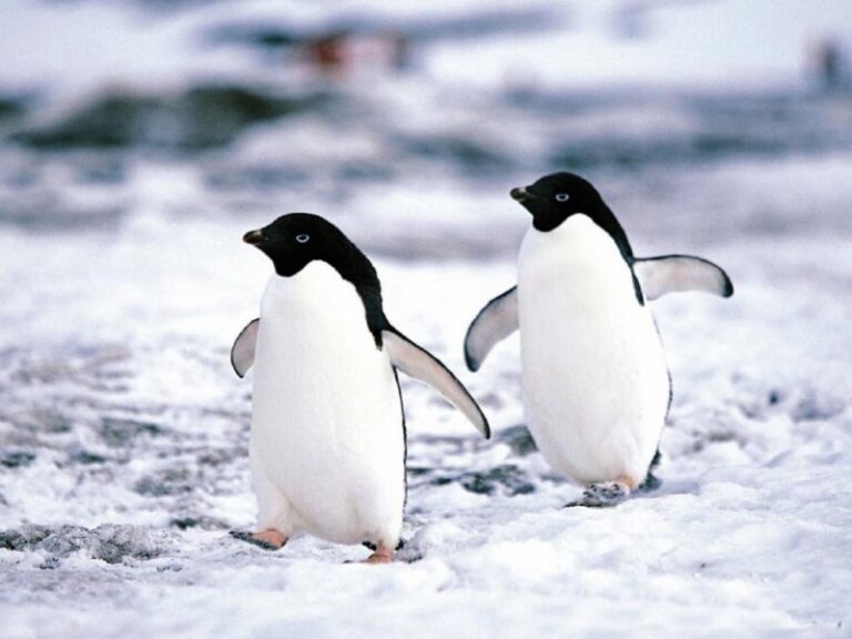 que-tipo-de-animal-es-el-pinguino