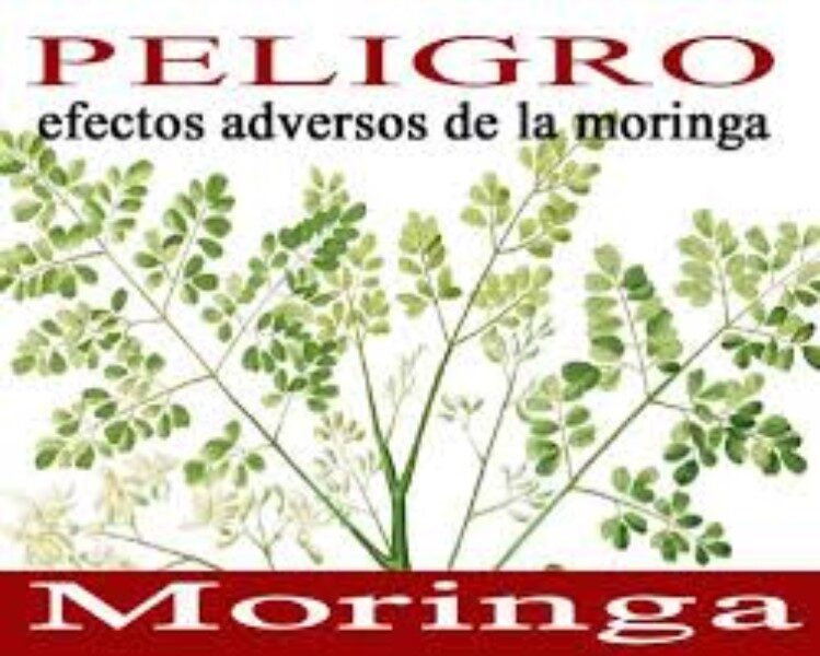 quienes-no-deben-de-tomar-moringa