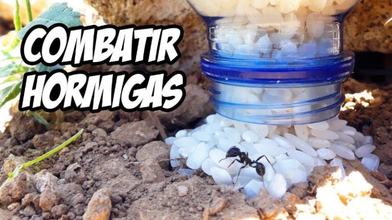 remedio-casero-para-matar-hormigas