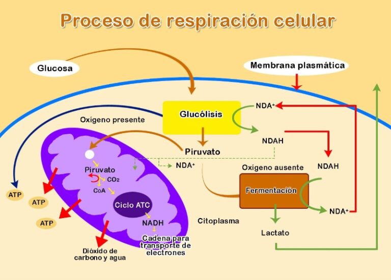 respiracion-celular