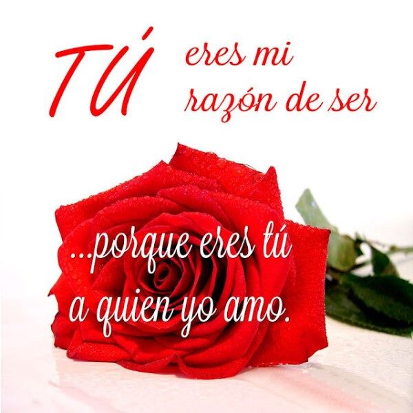 rosas-de-amor-con-frases-para-enamorar