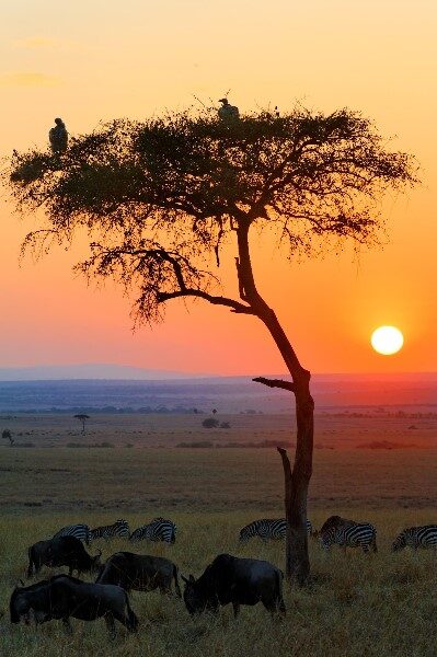 sabana-africana