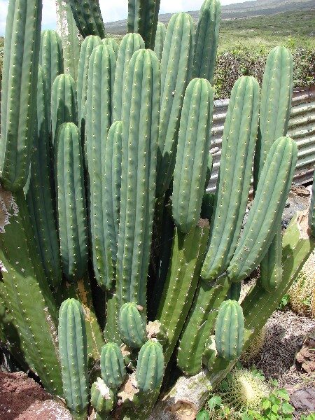 san-pedro-planta