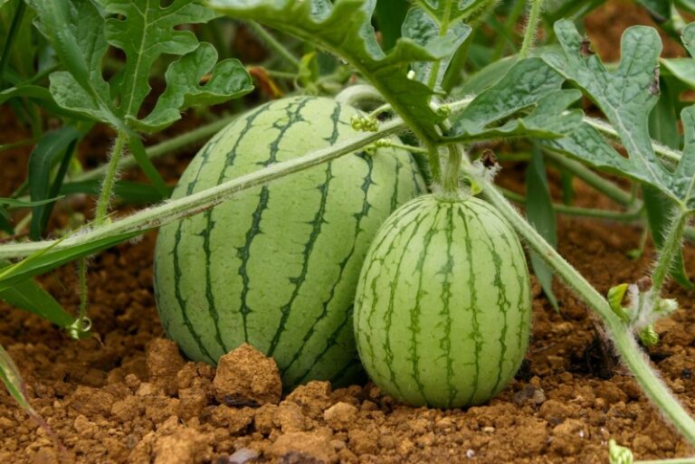sandia-planta
