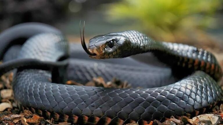 serpiente-mamba-negra