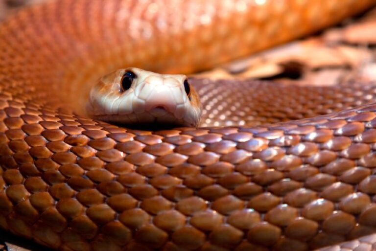 serpiente-taipan