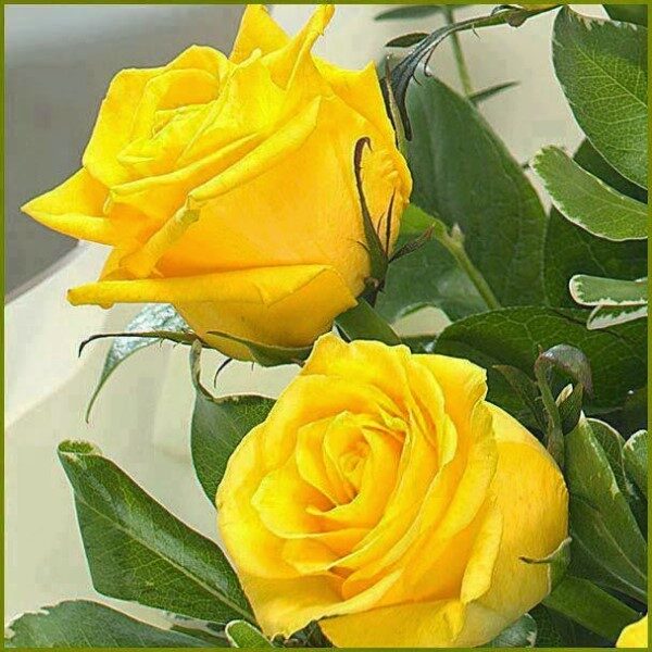 significado-de-las-rosas-amarillas-en-el-amor