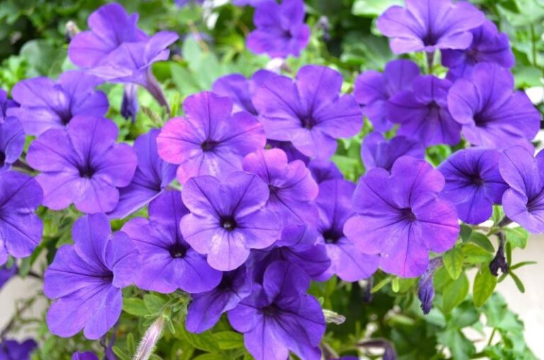 significado-flor-morada