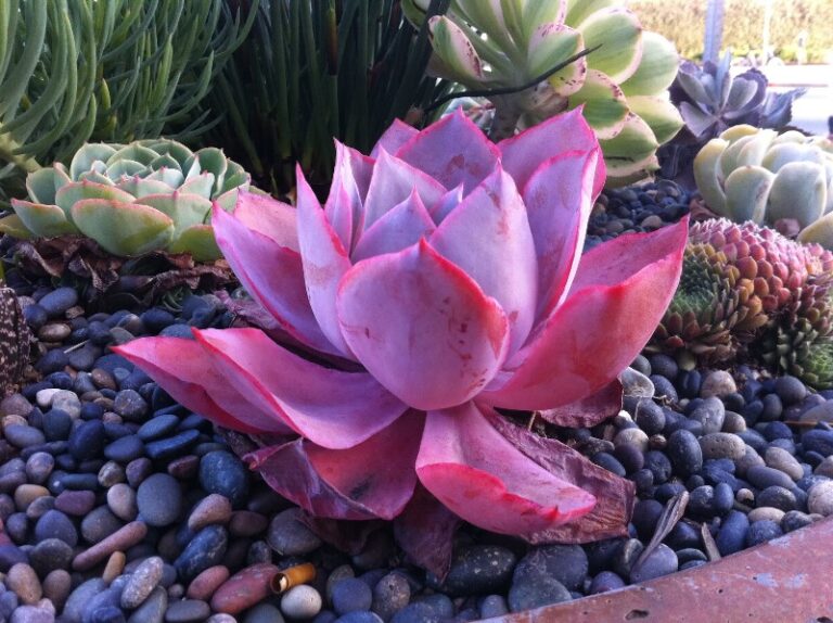 succulentas