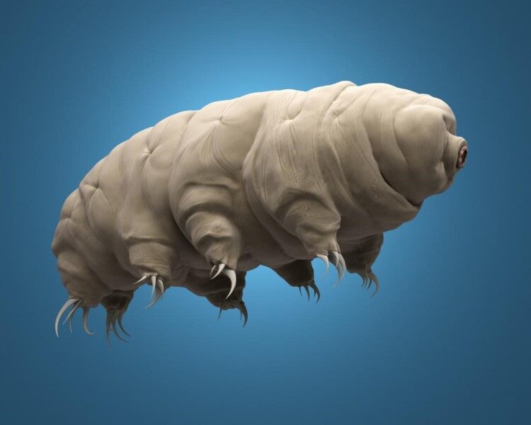 tardigrados