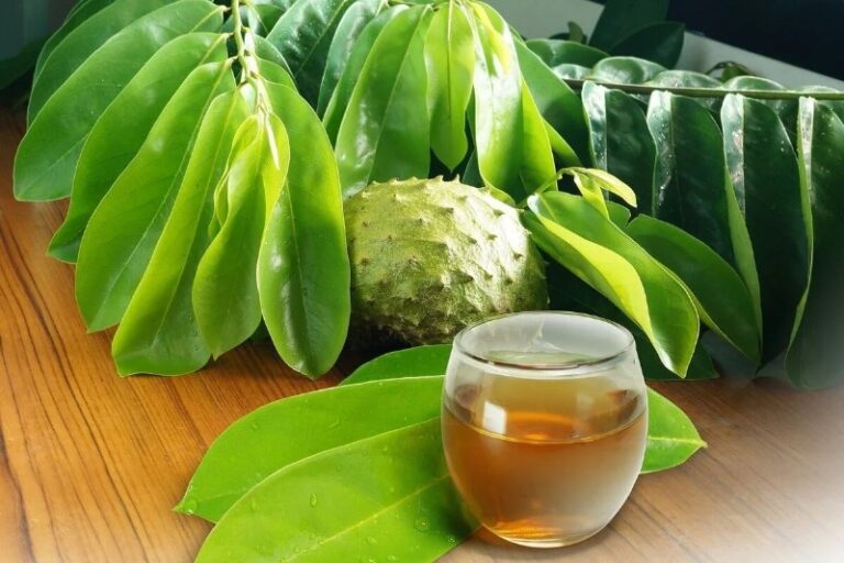 te-de-hojas-de-guanabana-beneficios-y-contraindicaciones