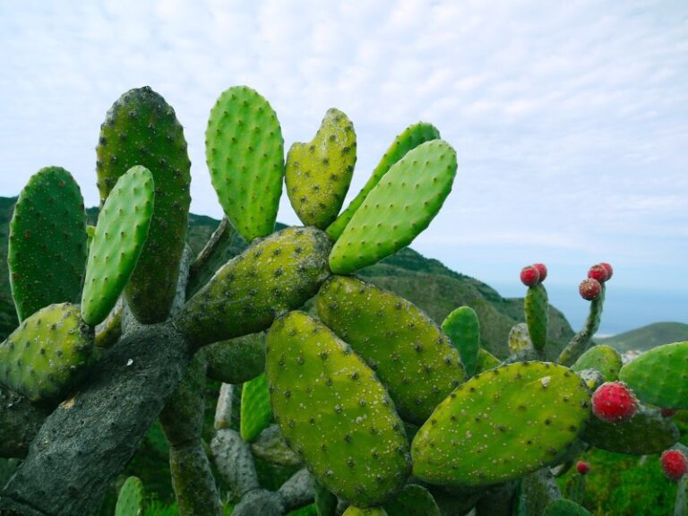 tienes-el-nopal-en-la-frente