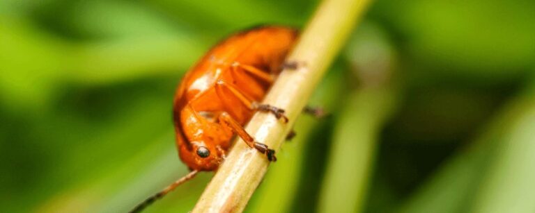 tierra-de-diatomeas-para-pulgas