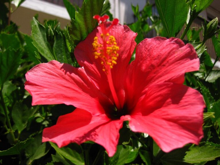tipo-y-nombre-de-flores