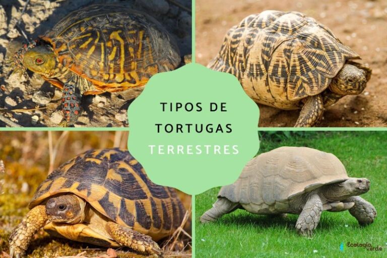 tipos-de-tortugas-terrestres-y-acuaticas