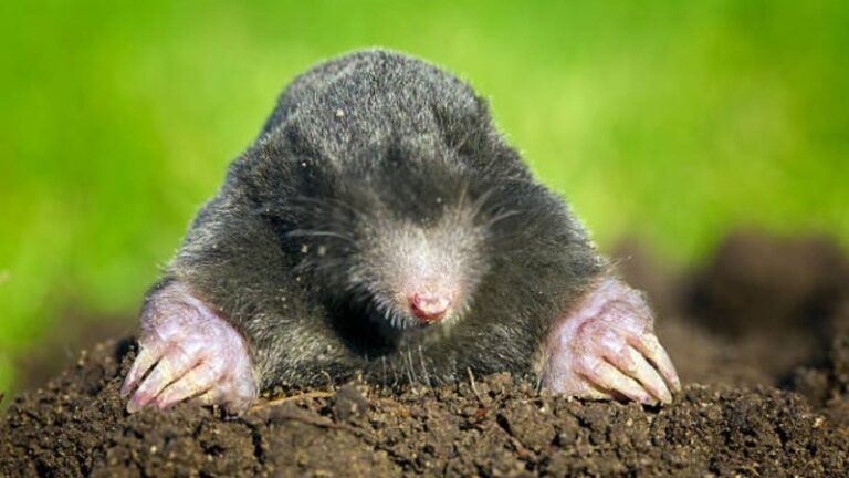 topos-animales