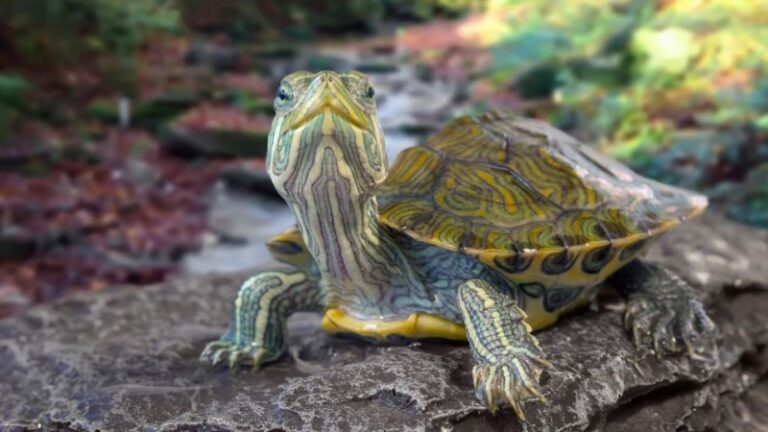 tortugas-de-agua-y-tierra