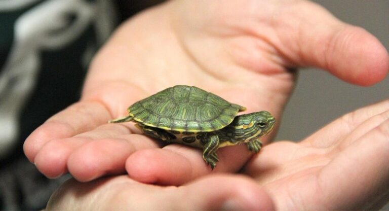 tortugas-mascotas