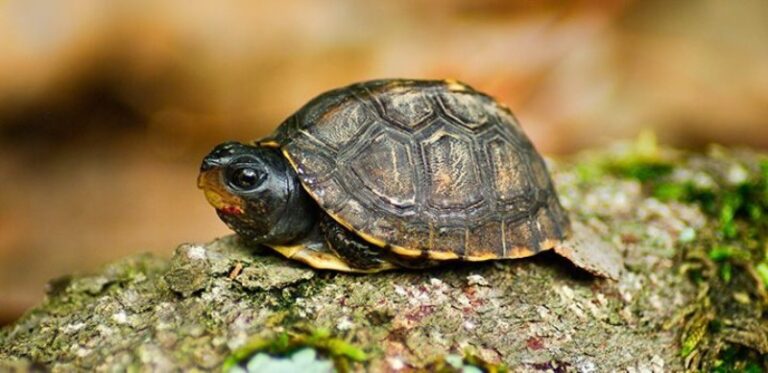 tortugas-pequenas