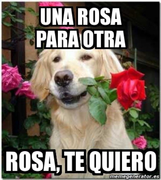 una-rosa-para-otra-rosa