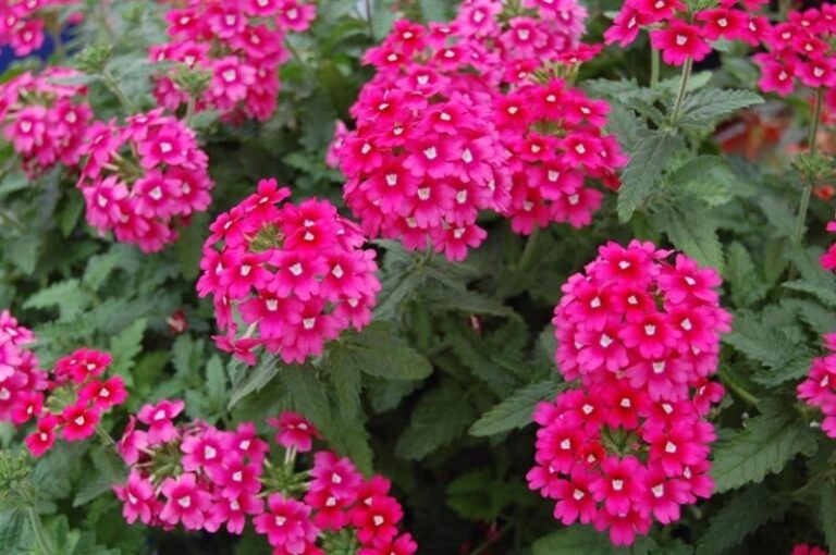 verbena-planta