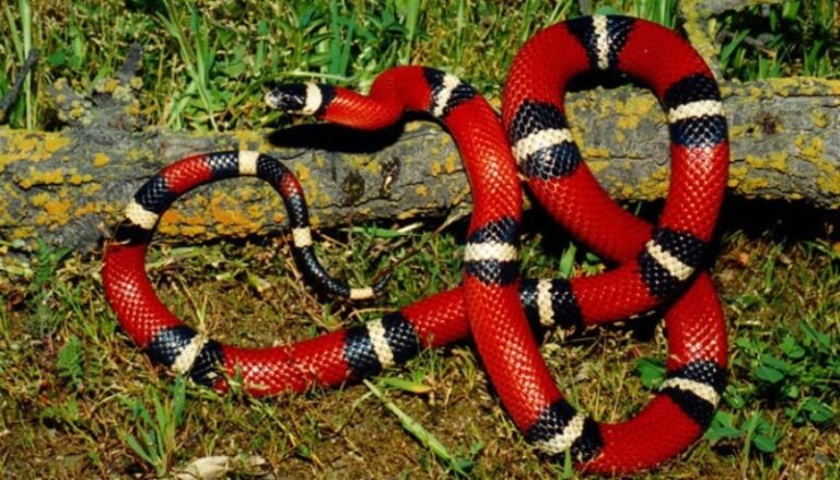 verdadera-serpiente-coral-macho