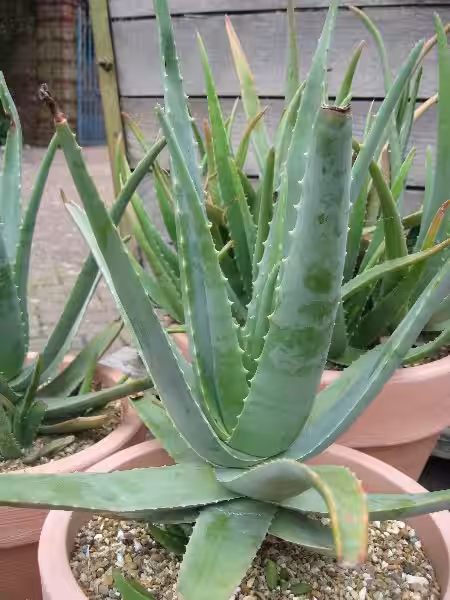 aloe_plant
