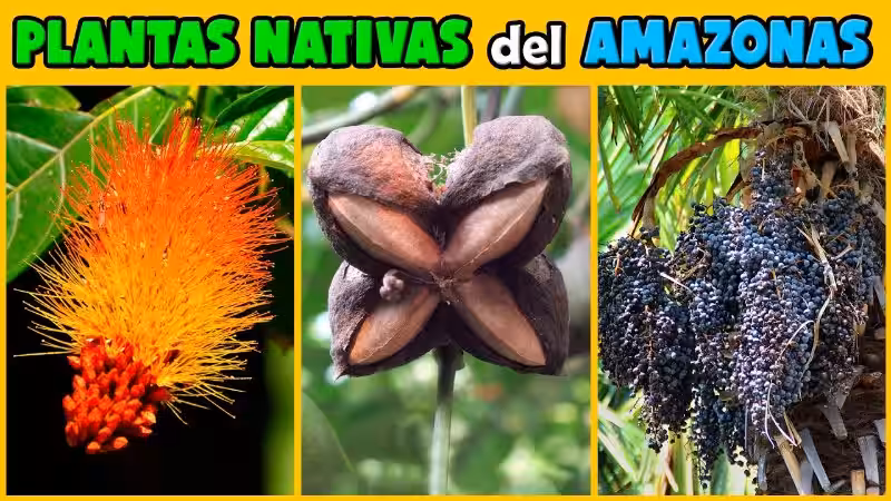 amazona_planta