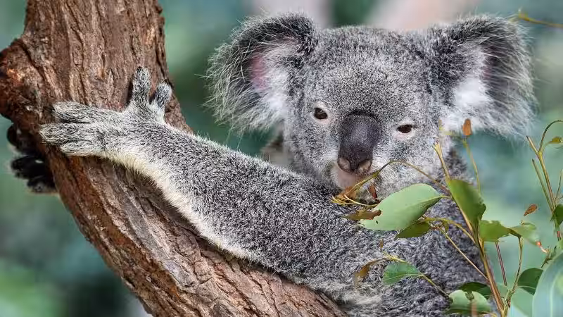 animales_de_australia