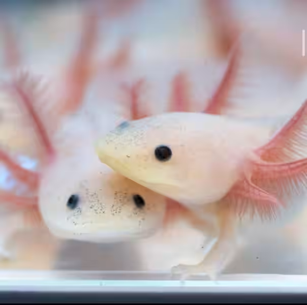 axolote_leucistico