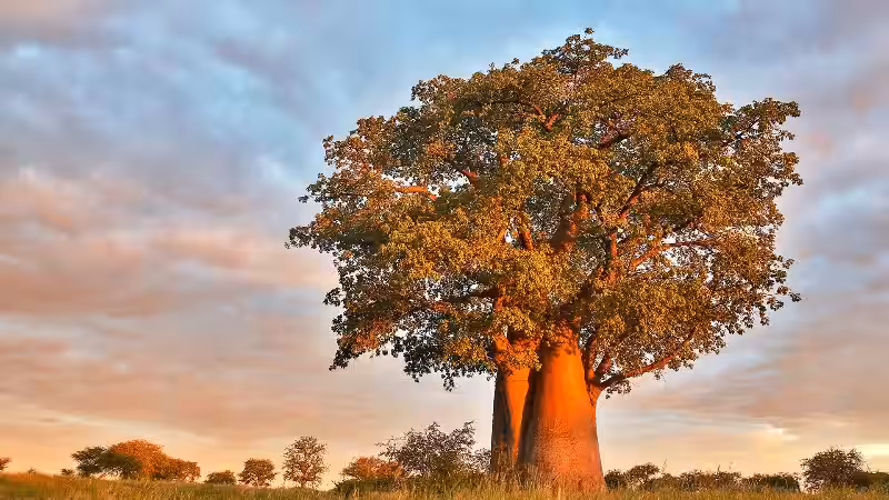 baobab_tree
